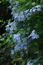 蓝雪花  