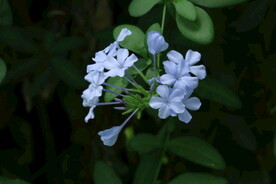 蓝雪花  