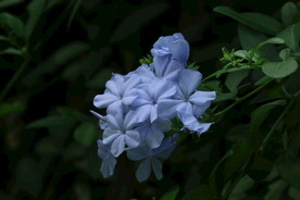 蓝雪花  