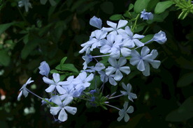 蓝雪花 