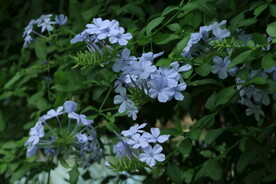 蓝雪花 