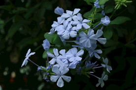 蓝雪花  