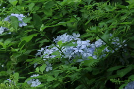 蓝雪花  