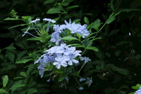 蓝雪花  