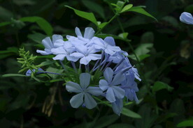 蓝雪花  