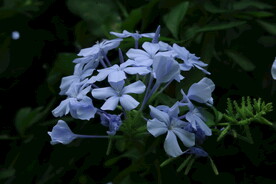 蓝雪花  