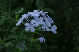 蓝雪花  