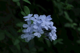 蓝雪花 