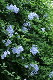 蓝雪花  