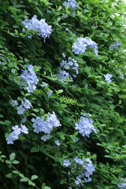 蓝雪花 