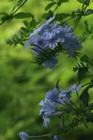 蓝雪花  