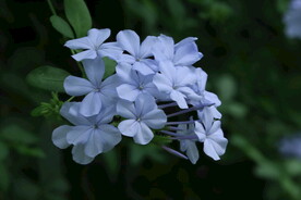 蓝雪花  