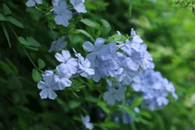 蓝雪花  