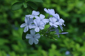 蓝雪花  
