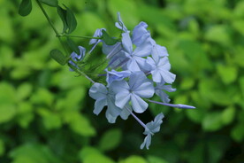 蓝雪花 