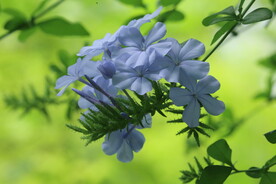 蓝雪花 