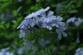 蓝雪花  