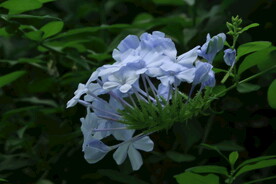 蓝雪花 