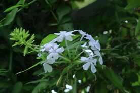 蓝雪花  