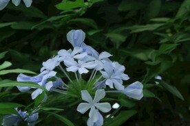 蓝雪花  