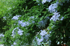 蓝雪花 