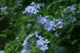 蓝雪花 