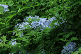 蓝雪花 