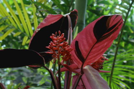 紫背竹芋