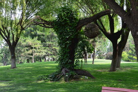 公园风景 