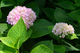 绣球花  