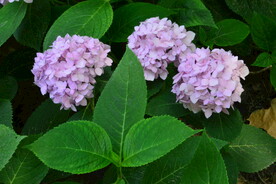 绣球花  
