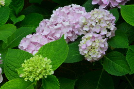 绣球花  