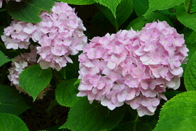绣球花  