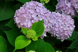 绣球花 