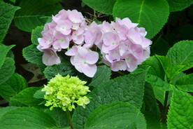 绣球花  