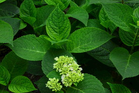 绣球花  