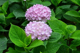 绣球花 