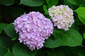 绣球花  