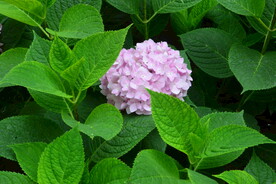 绣球花  