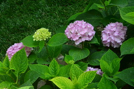 绣球花 