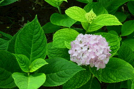 绣球花  