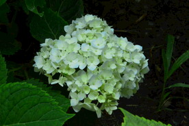 绣球花 