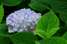 绣球花  