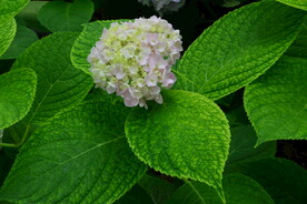 绣球花  