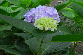 绣球花 