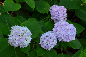 绣球花  