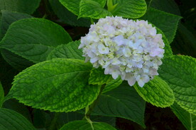 绣球花  