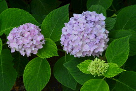 绣球花 