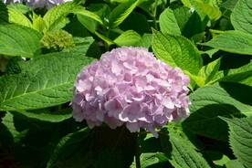 绣球花  