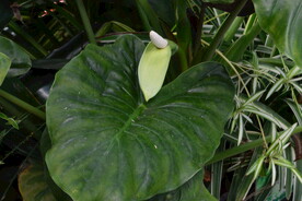 温室花草